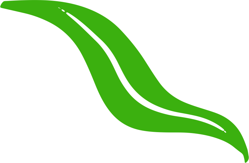 hoja aloe verde