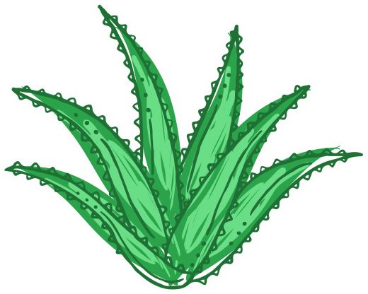 Planta Aloe Vera